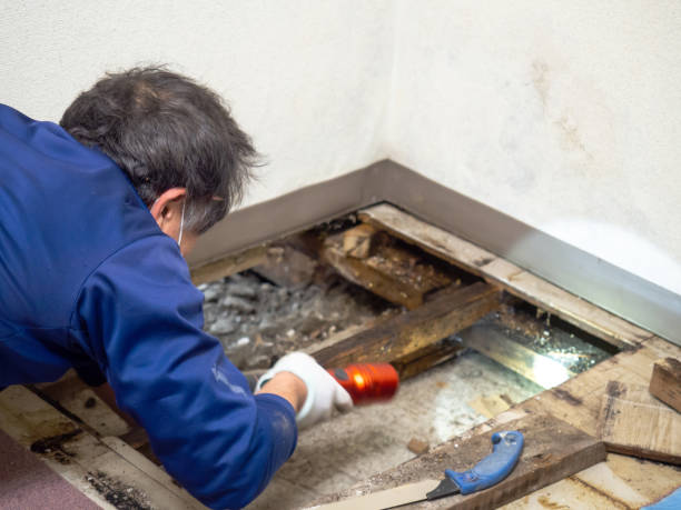 Best Commercial Mold Remediation in Unadilla, GA