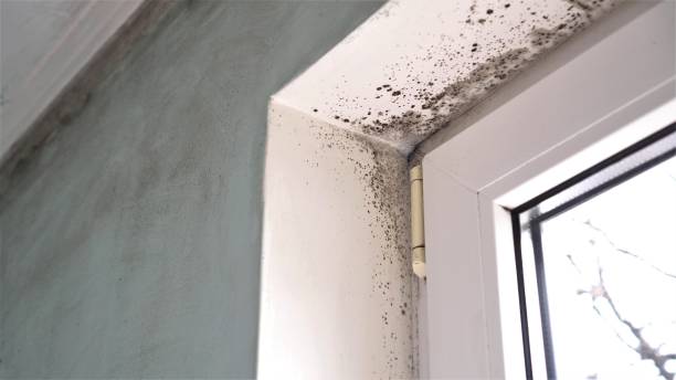 Best White Mold Remediation in Unadilla, GA
