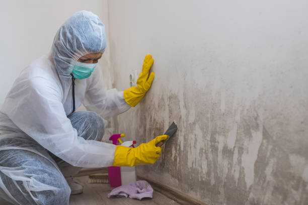 Best DIY Mold Remediation Support Services in Unadilla, GA