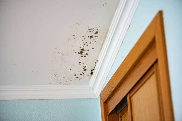 Best DIY Mold Remediation Support Services in Unadilla, GA