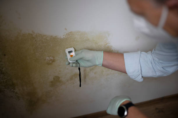Best Black Mold Remediation in Unadilla, GA