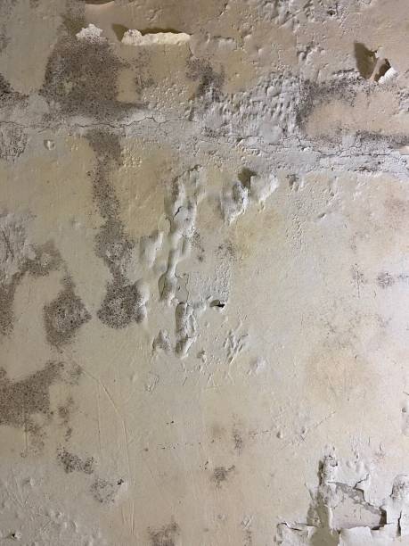 Best Post-Flood Mold Remediation in Unadilla, GA