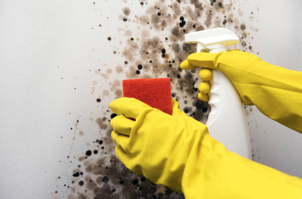 Best Industrial Mold Remediation in Unadilla, GA