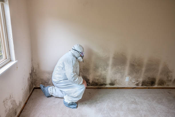 Best Crawl Space Mold Remediation in Unadilla, GA