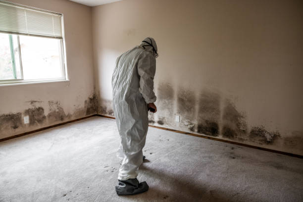 Best Commercial Mold Remediation in Unadilla, GA