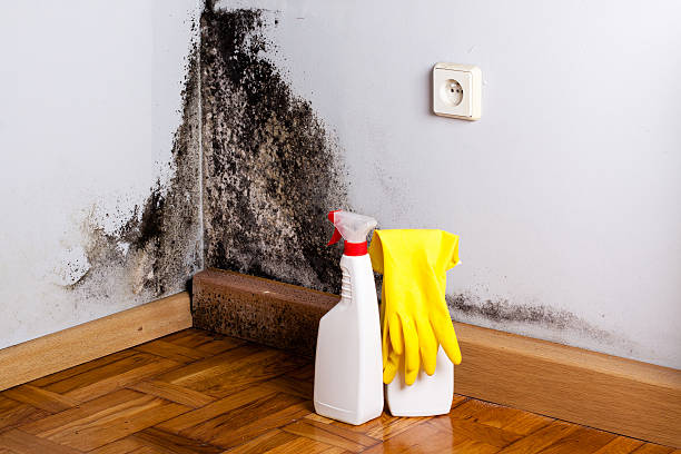Best HVAC Mold Remediation in Unadilla, GA