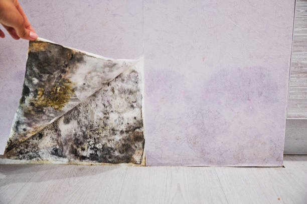 Best Bathroom Mold Remediation in Unadilla, GA